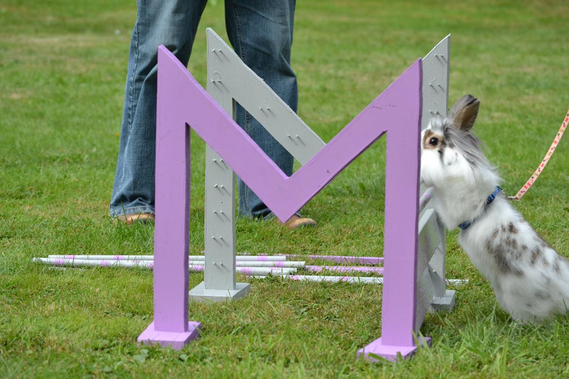 Kanin Vindeholmegårds Spottie billede 7