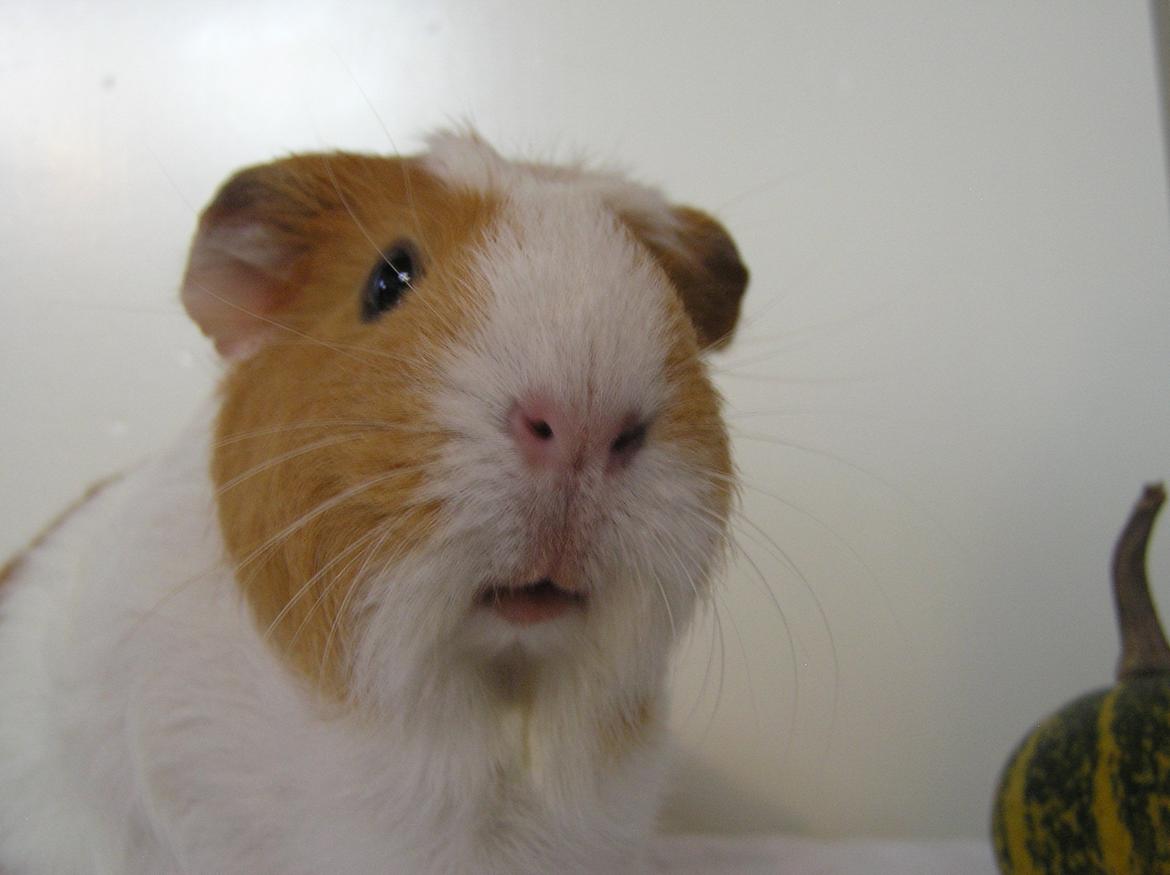 Marsvin | Pjuskemus <3 billede 10