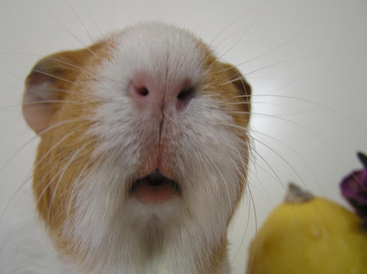 Marsvin | Pjuskemus <3 billede 15