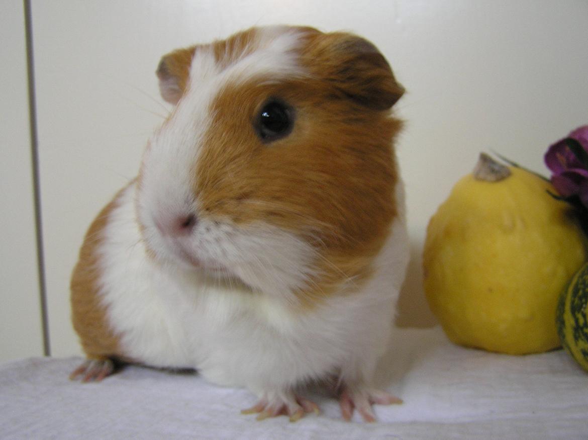 Marsvin | Pjuskemus <3 billede 20