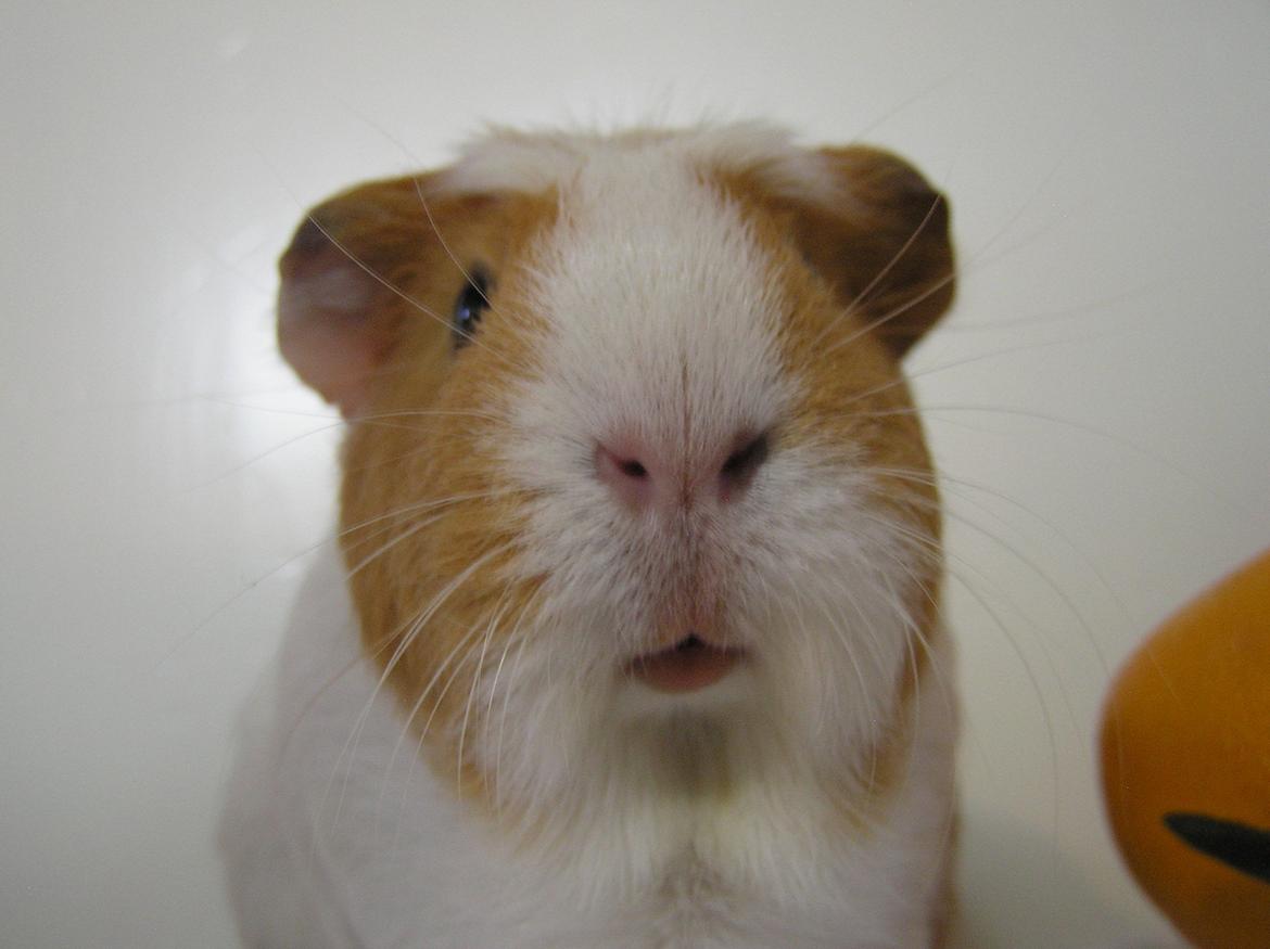 Marsvin | Pjuskemus <3 billede 3