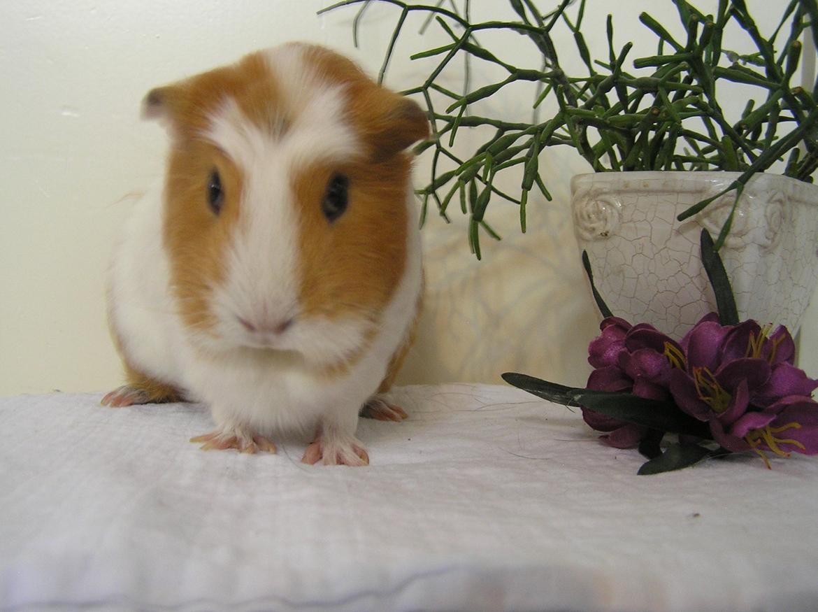 Marsvin | Pjuskemus <3 billede 21