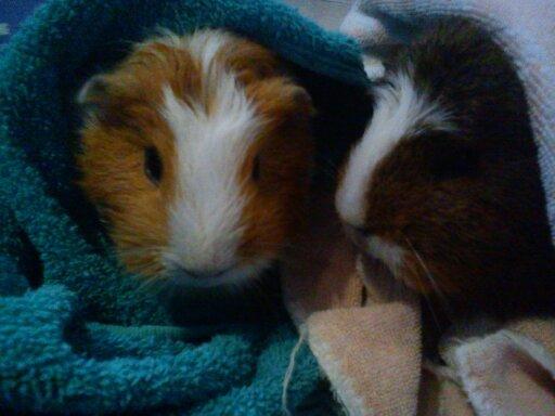 Marsvin | Pjuskemus <3 billede 18