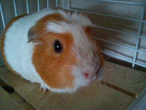 Marsvin | Pjuskemus <3 billede 22