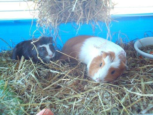 Marsvin | Pjuskemus <3 billede 11