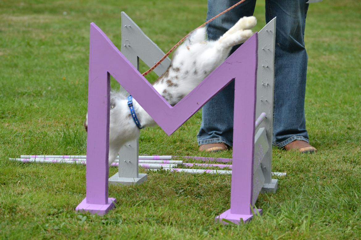 Kanin Vindeholmegårds Spottie billede 8