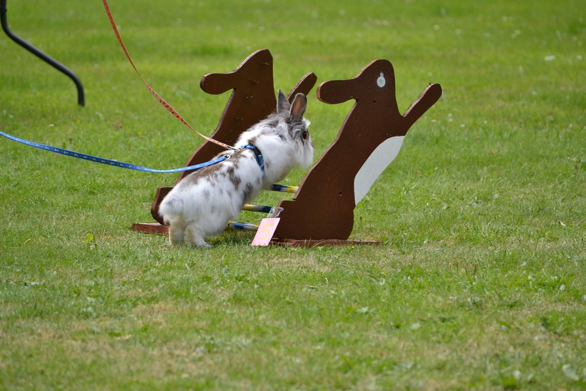 Kanin Vindeholmegårds Spottie billede 9