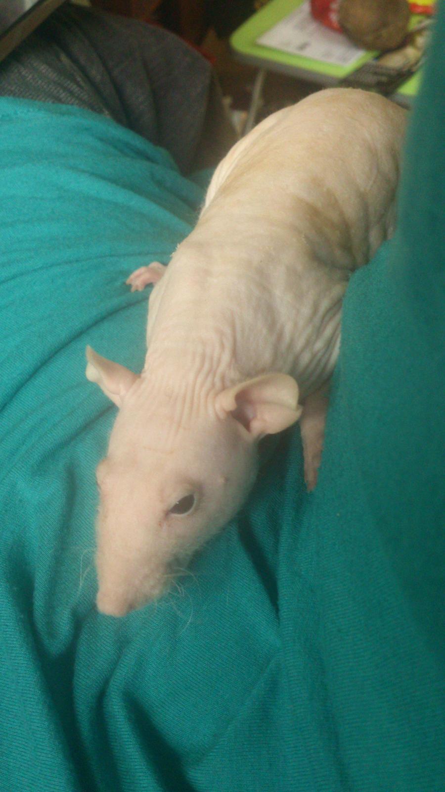 Tamrotte Higgs billede 8