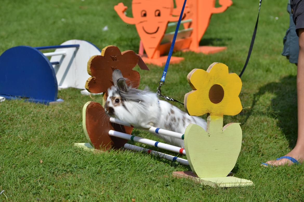 Kanin Vindeholmegårds Spottie billede 10