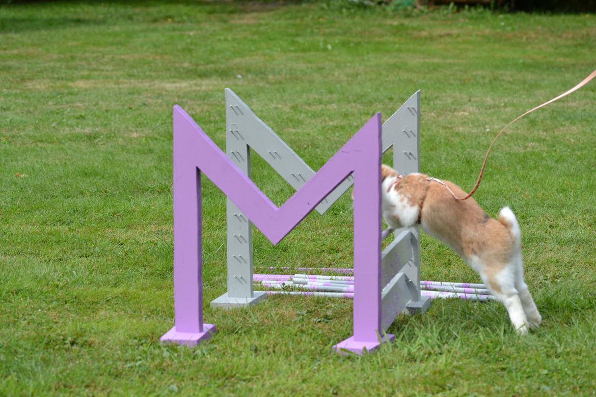 Kanin Vindeholmegårds Meescha billede 9