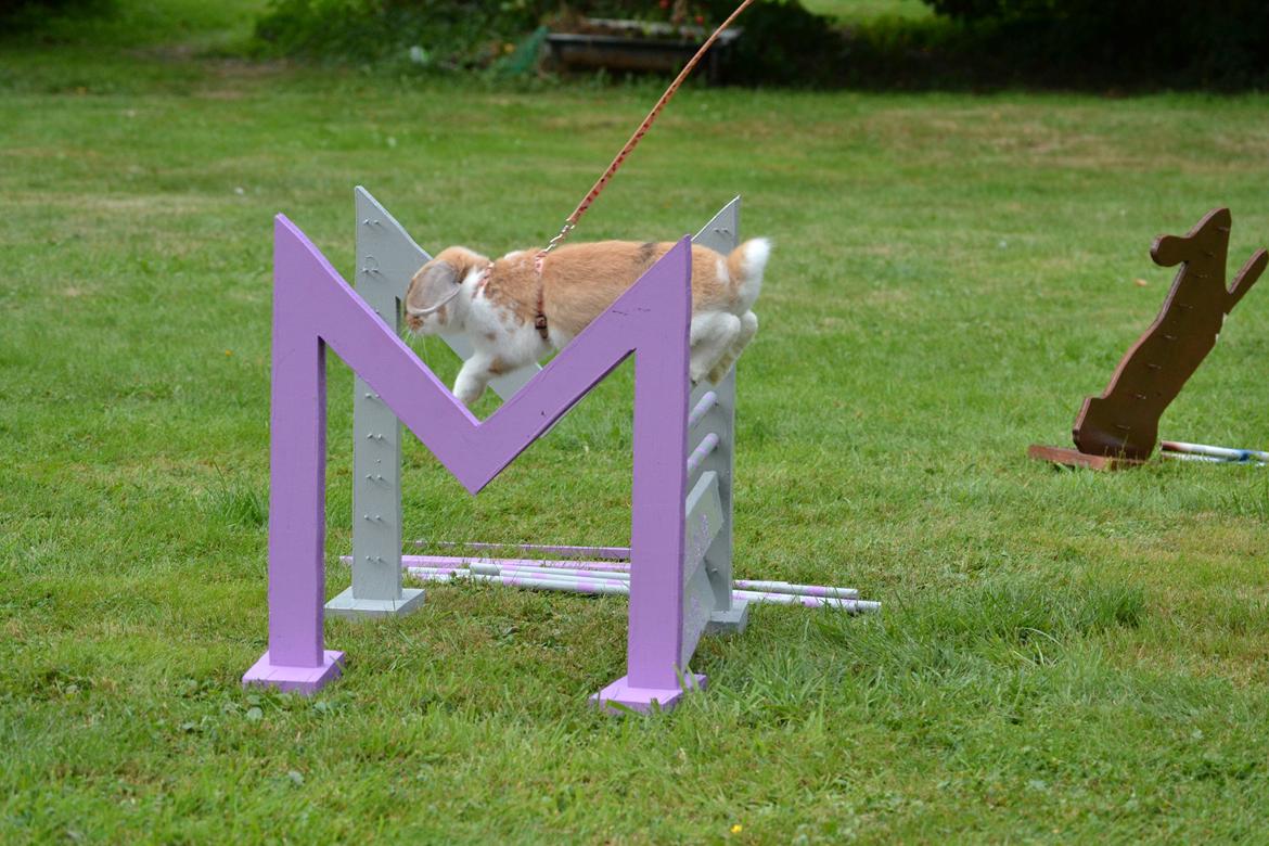 Kanin Vindeholmegårds Meescha billede 10