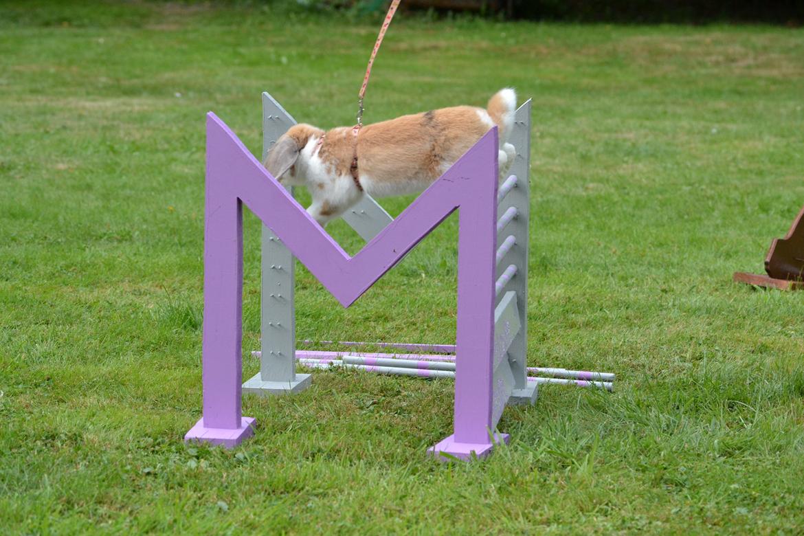 Kanin Vindeholmegårds Meescha billede 11