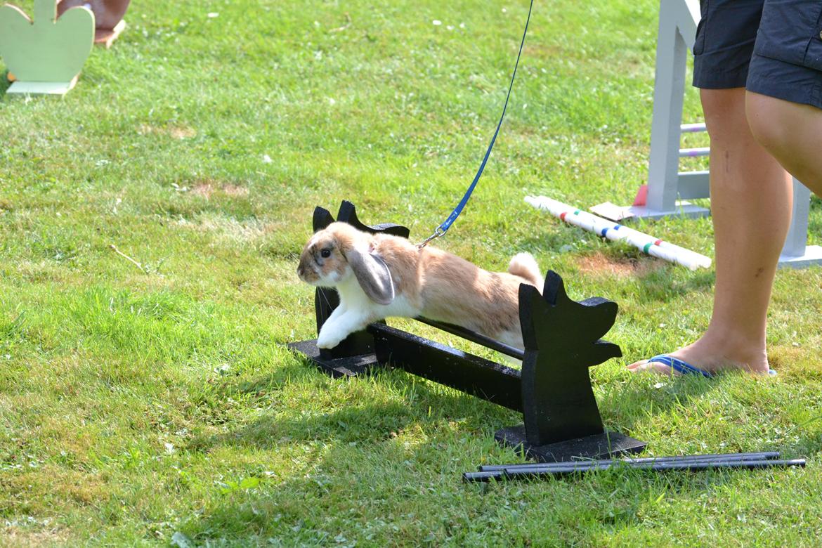 Kanin Vindeholmegårds Meescha billede 12