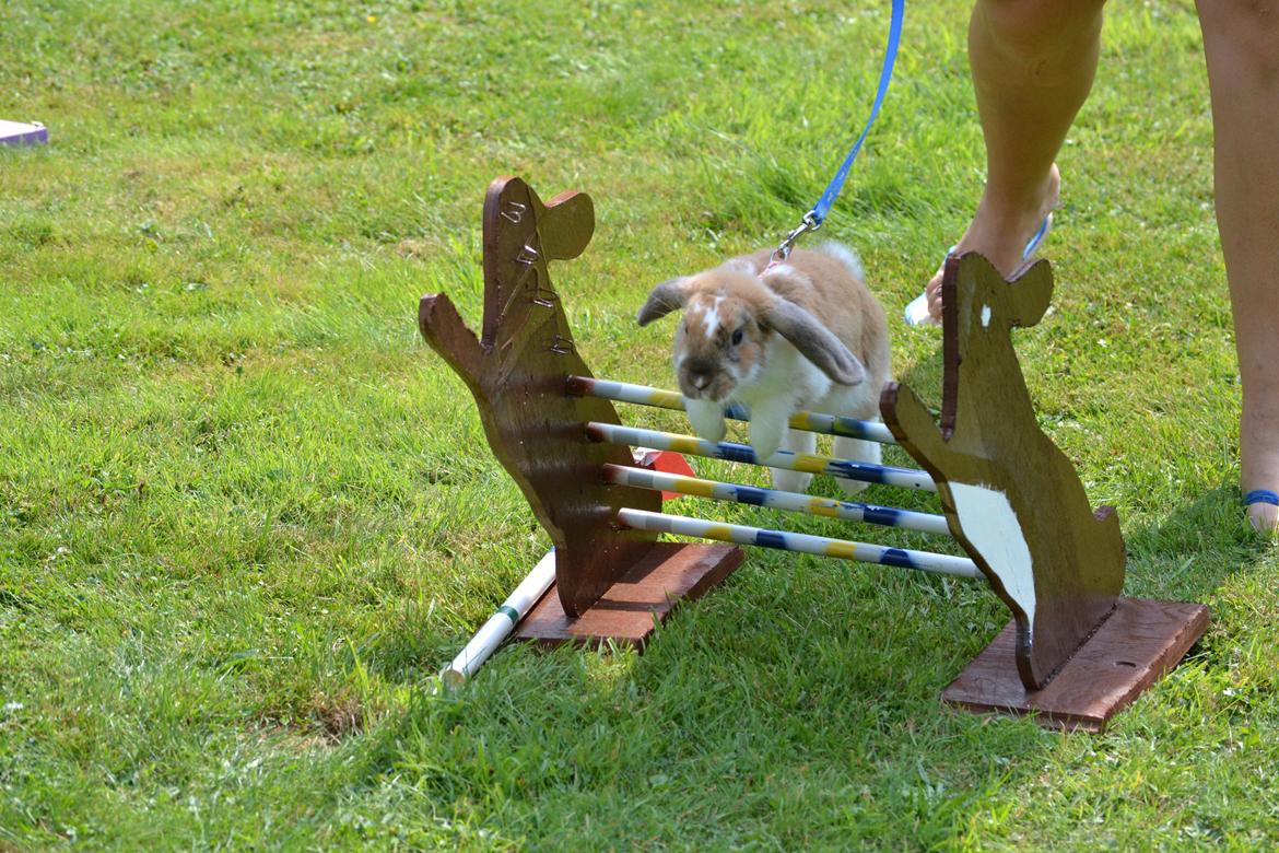 Kanin Vindeholmegårds Meescha billede 13