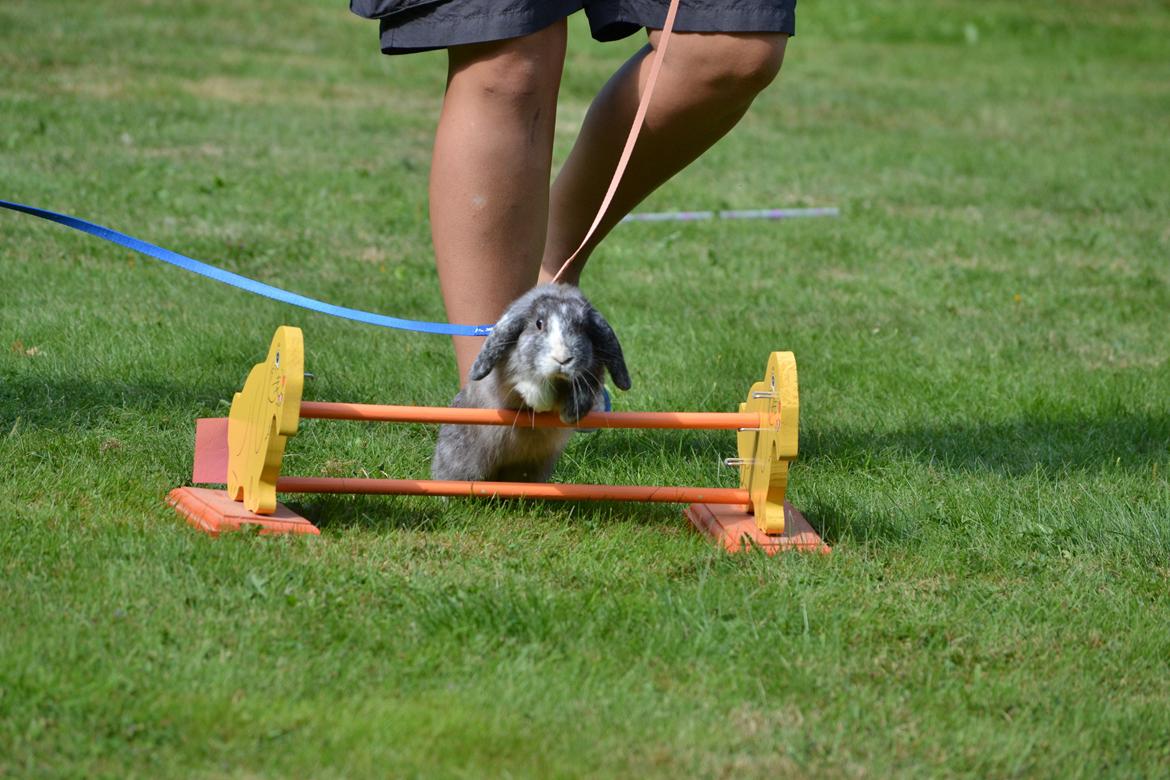 Kanin Tantetuts Müsli billede 9