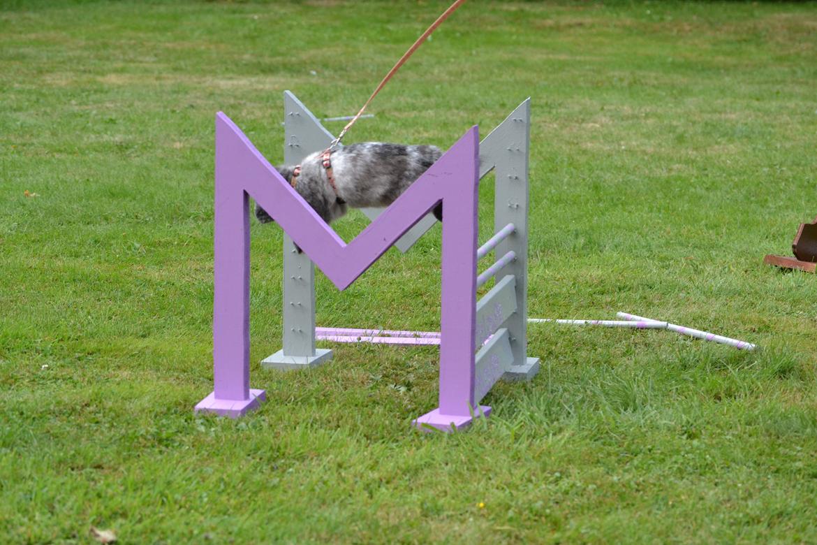 Kanin Tantetuts Müsli billede 10