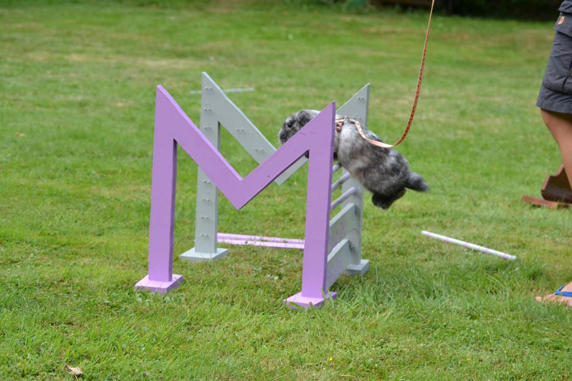 Kanin Tantetuts Müsli billede 11