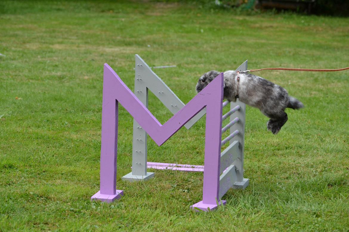 Kanin Tantetuts Müsli billede 12