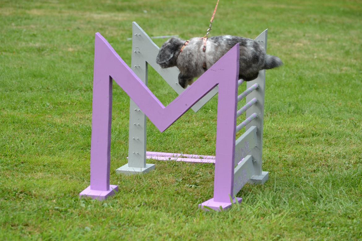 Kanin Tantetuts Müsli billede 13