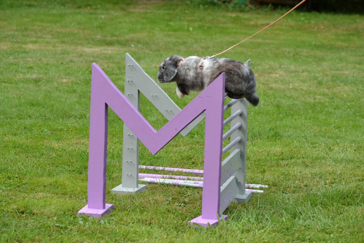 Kanin Tantetuts Müsli billede 14