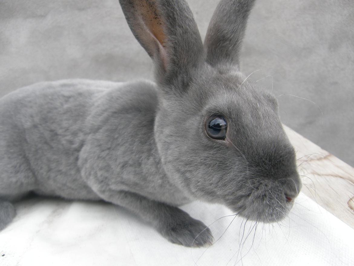 Kanin Kilarto *blå rex* 93,5p billede 45