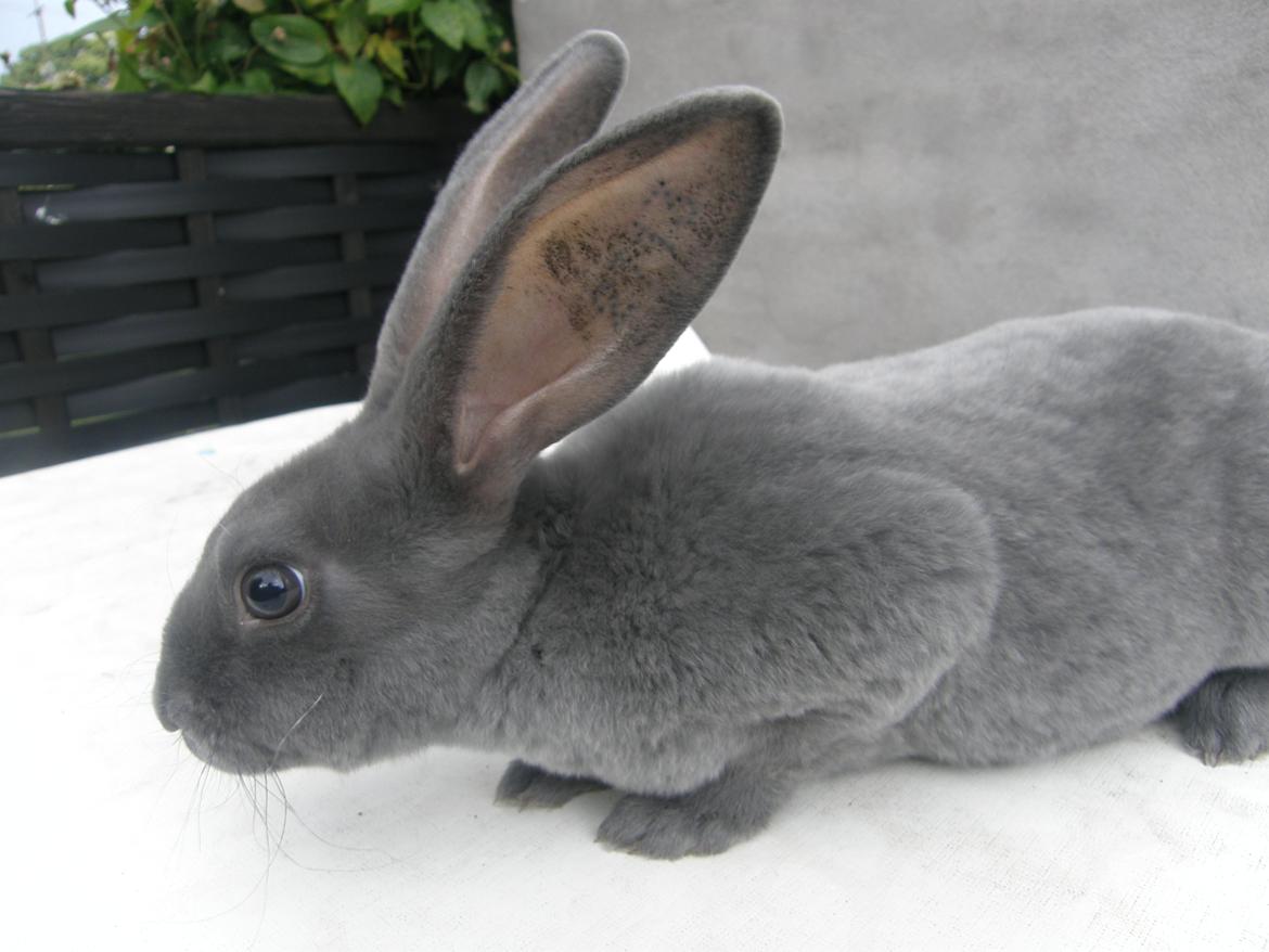 Kanin Kilarto *blå rex* 93,5p billede 48