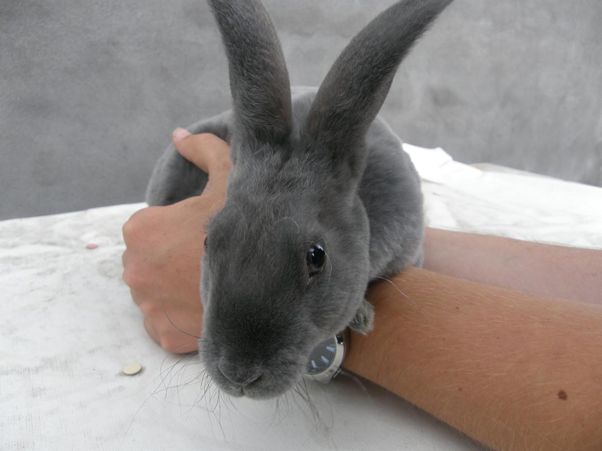 Kanin Kilarto *blå rex* 93,5p billede 46