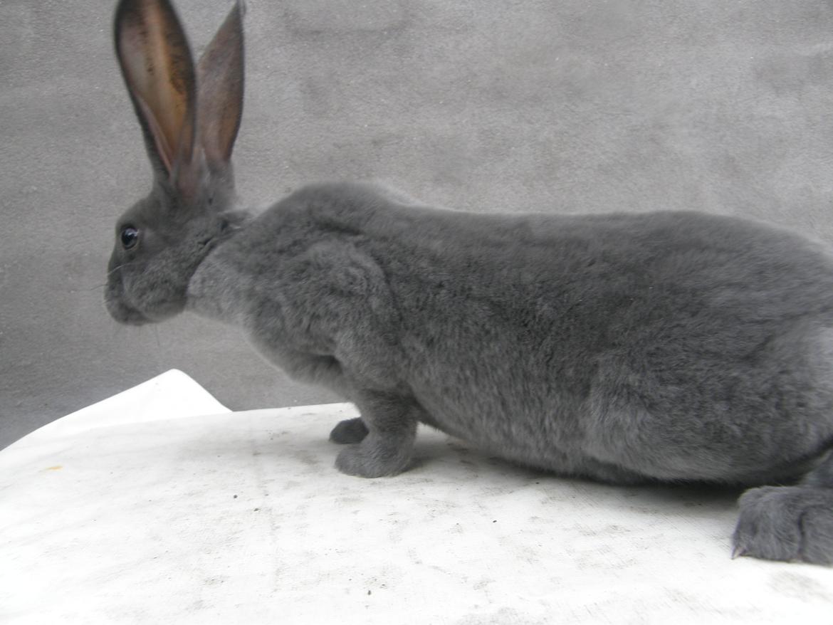 Kanin Kilarto *blå rex* 93,5p billede 47