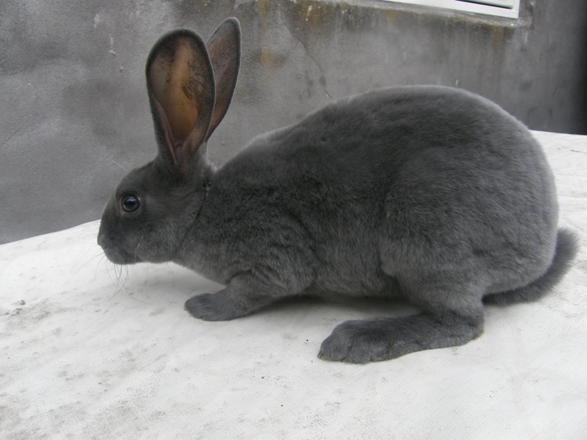 Kanin Kilarto *blå rex* 93,5p billede 49