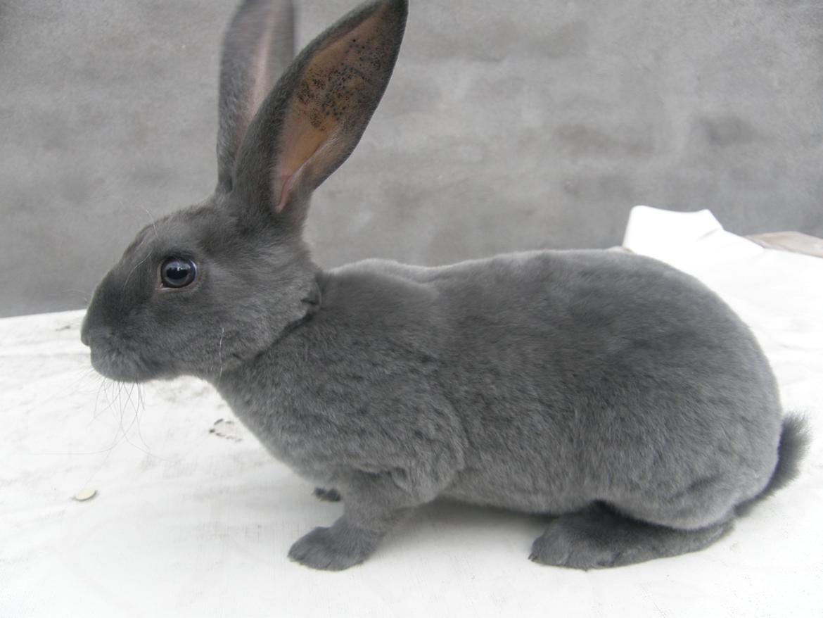 Kanin Kilarto *blå rex* 93,5p billede 50