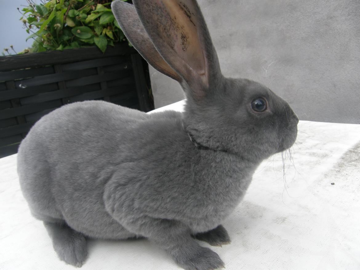 Kanin Kilarto *blå rex* 93,5p billede 44