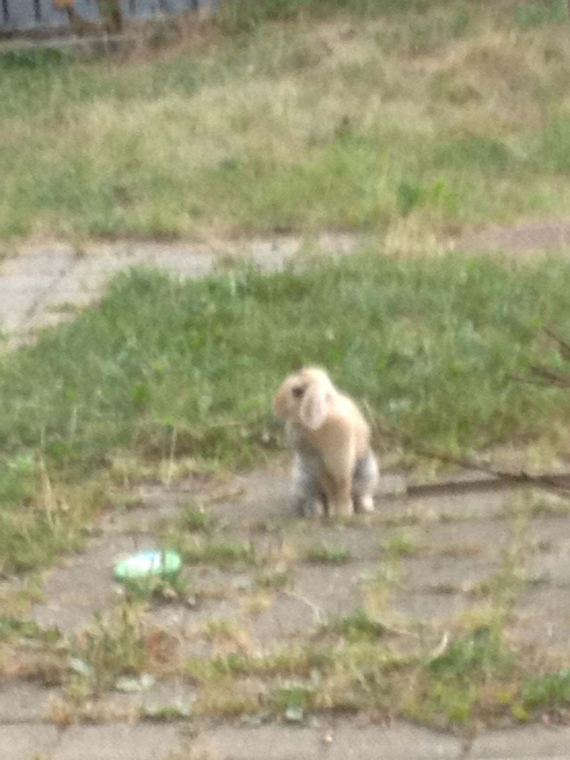 Kanin Charlotteager's Cocio [SAVNET] billede 9