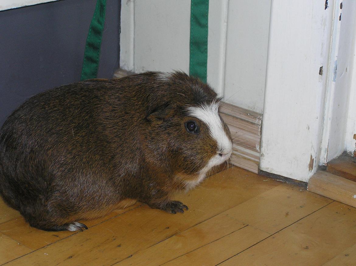 Marsvin | Ronja <3 billede 4