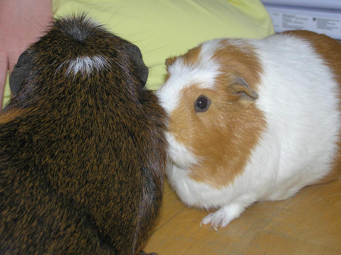 Marsvin | Ronja <3 billede 6