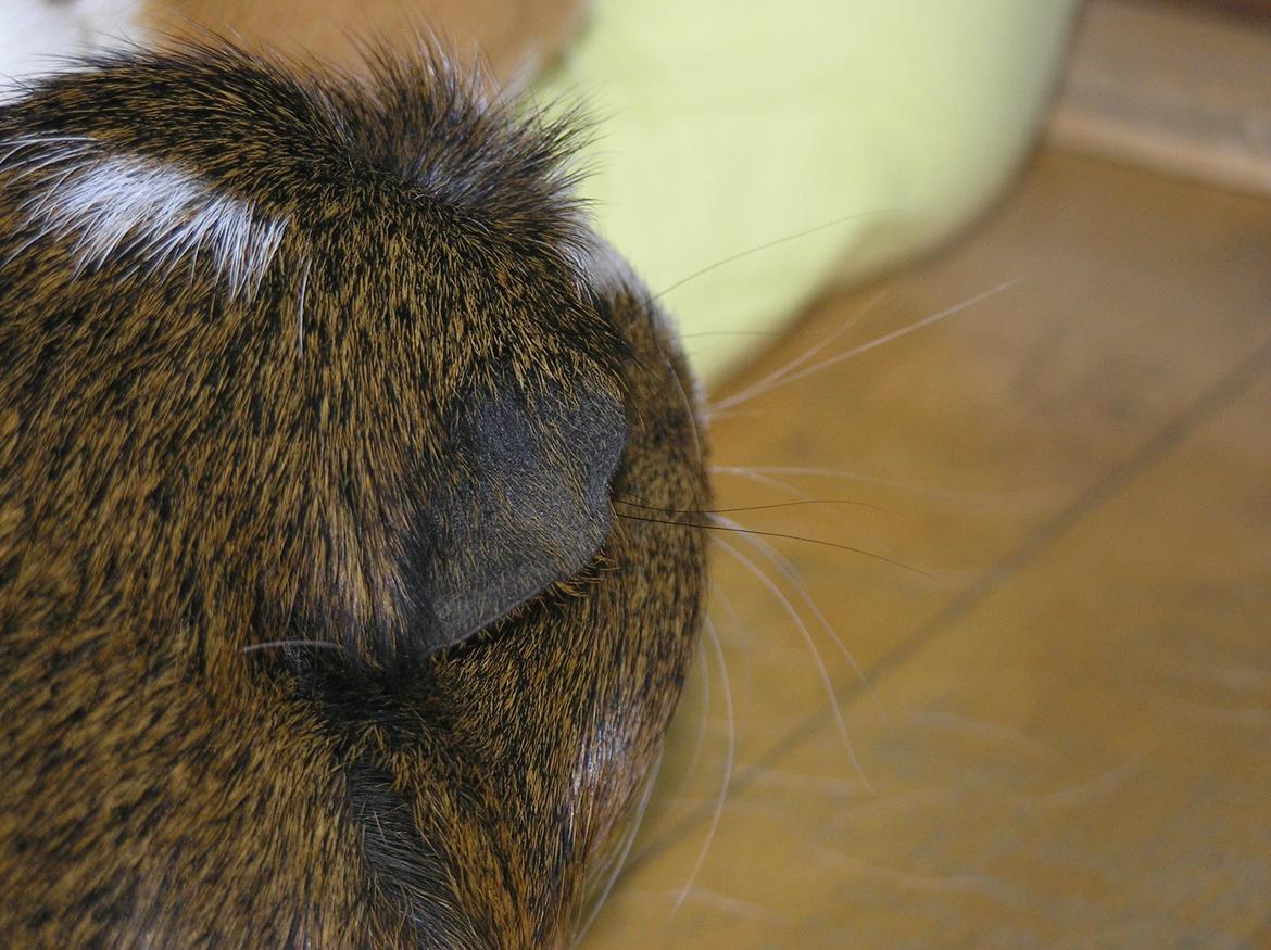 Marsvin | Ronja <3 billede 8