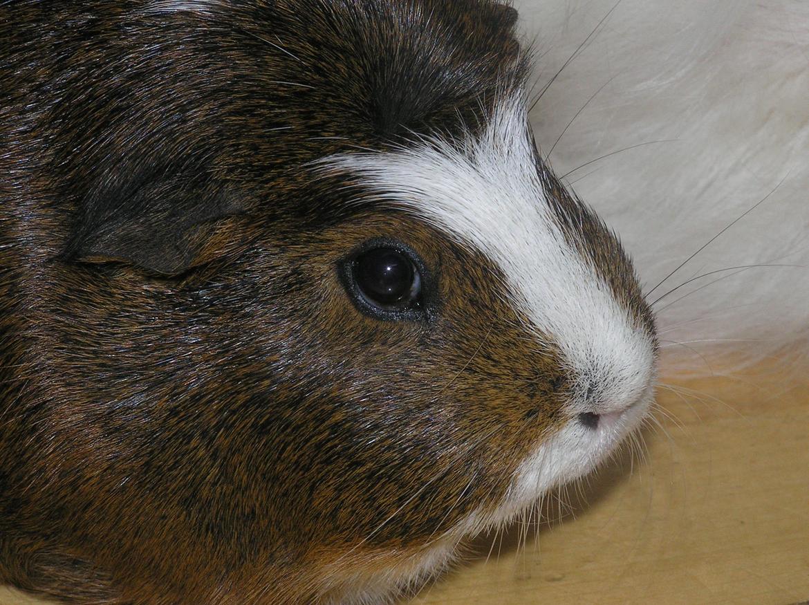 Marsvin | Ronja <3 billede 10