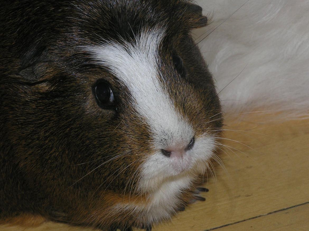 Marsvin | Ronja <3 billede 5