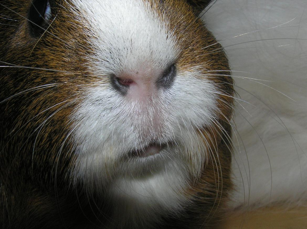 Marsvin | Ronja <3 billede 3