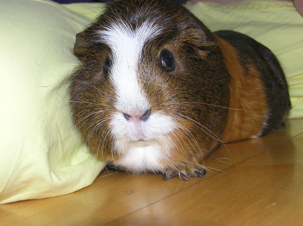 Marsvin | Ronja <3 billede 12