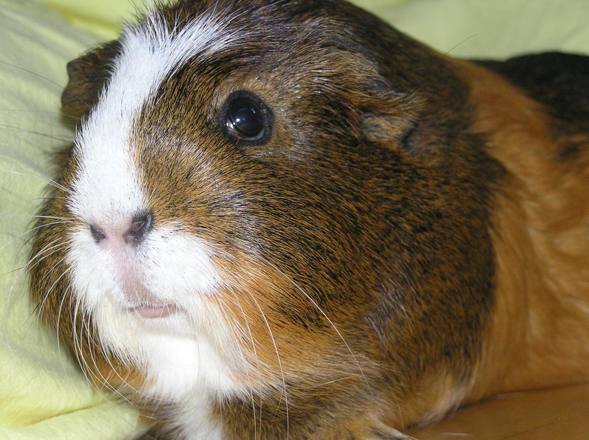 Marsvin | Ronja <3 billede 13