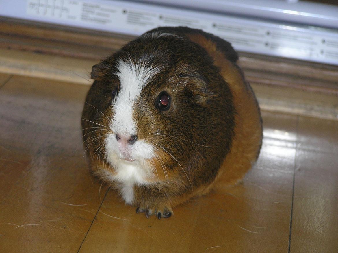 Marsvin | Ronja <3 billede 14