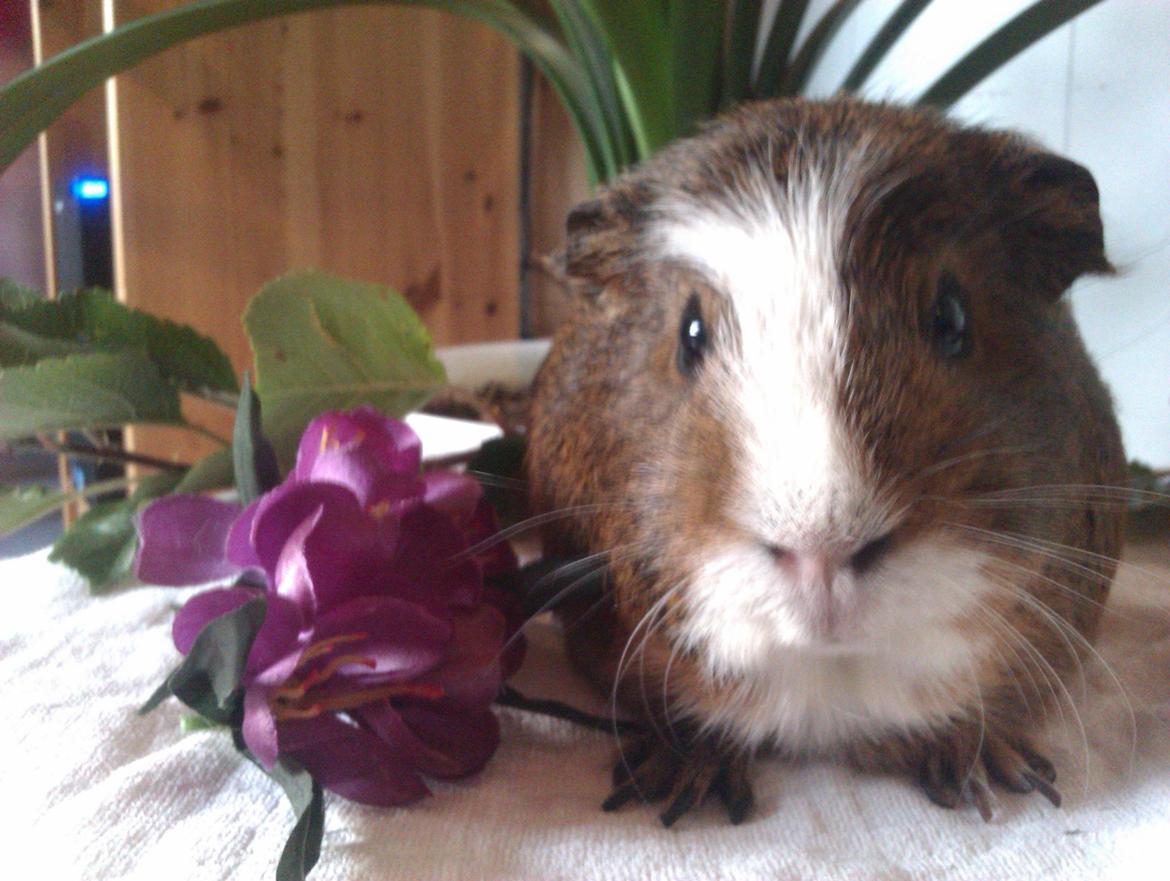 Marsvin | Ronja <3 billede 2