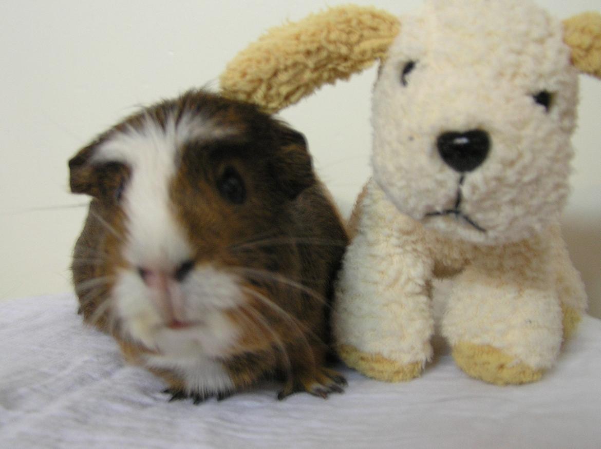 Marsvin | Ronja <3 billede 11