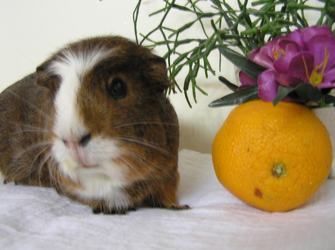 Marsvin | Ronja <3 billede 16