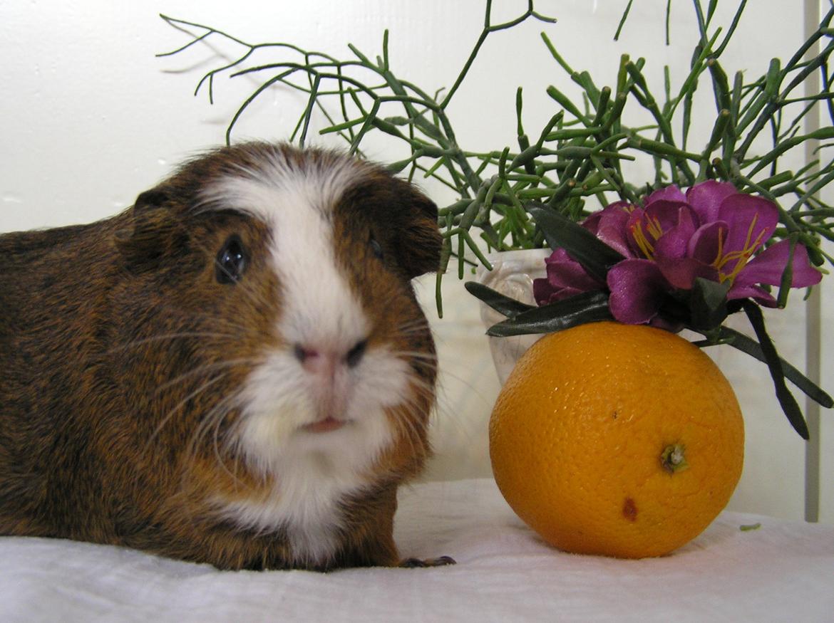 Marsvin | Ronja <3 billede 7