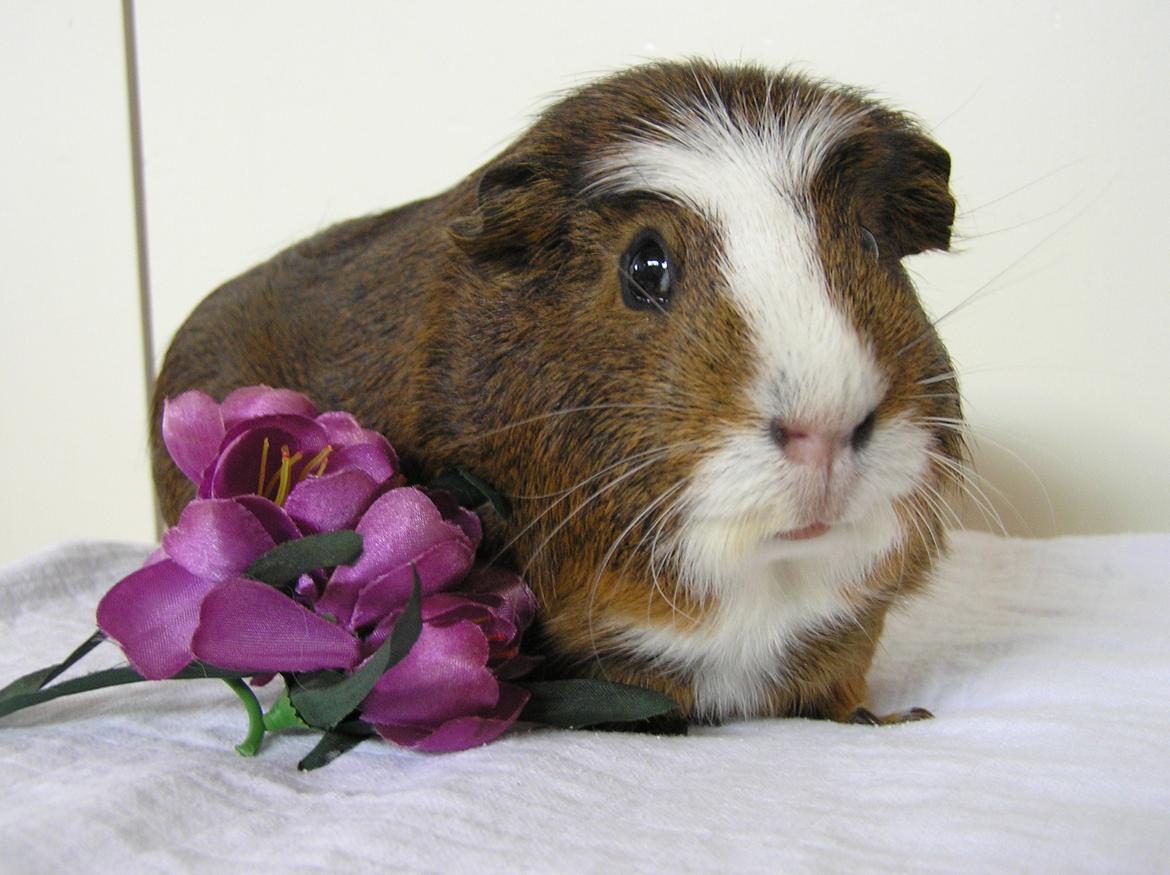 Marsvin | Ronja <3 billede 9