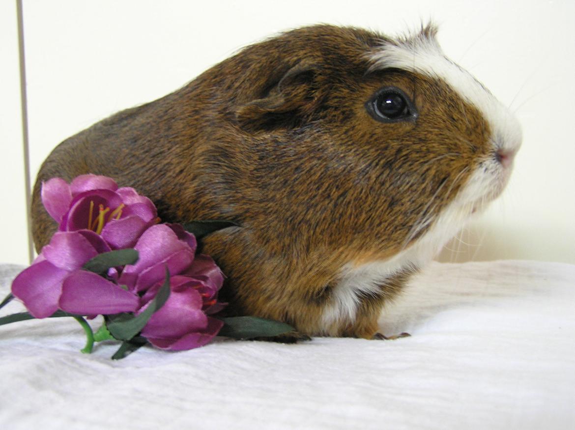 Marsvin | Ronja <3 billede 17