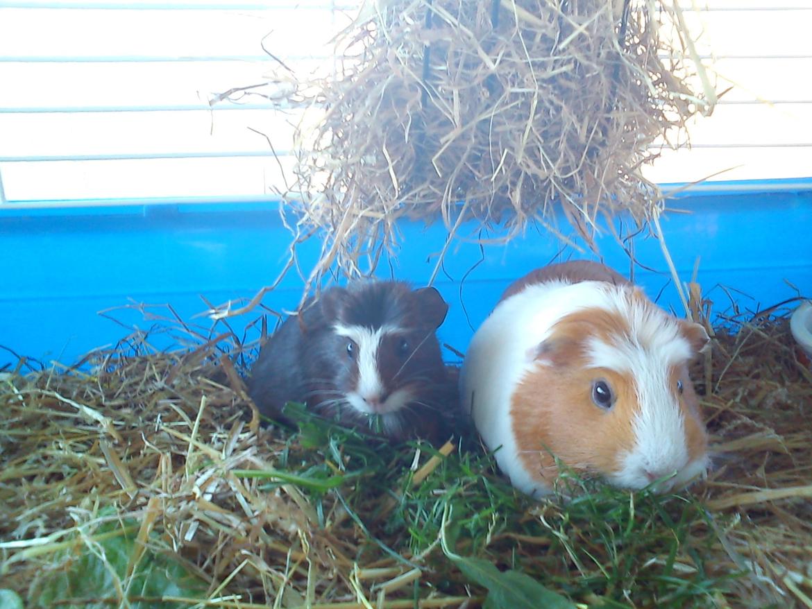 Marsvin | Ronja <3 billede 18