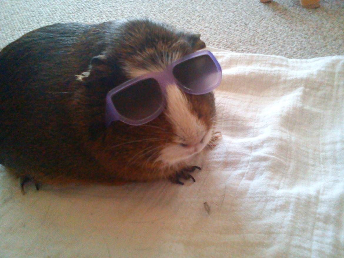 Marsvin | Ronja <3 billede 19