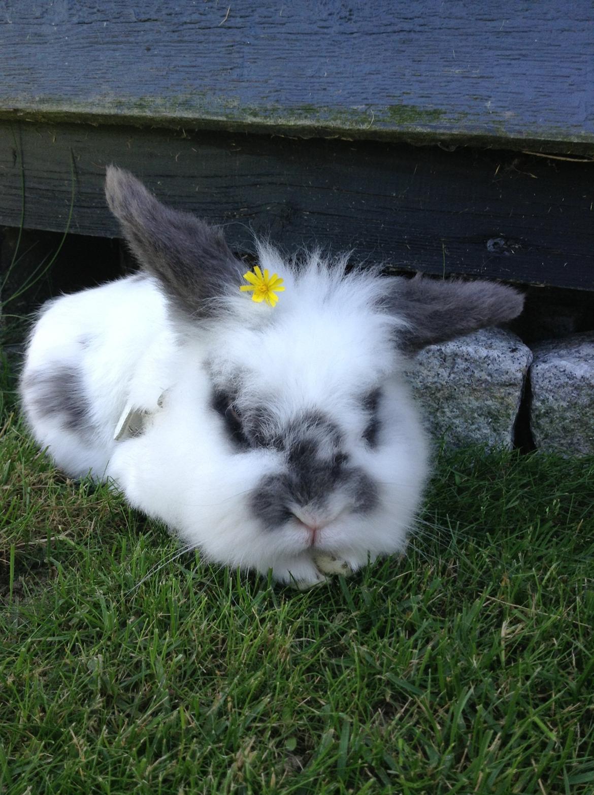 Kanin Pontus - Pontus på en varm sommer dag  billede 3